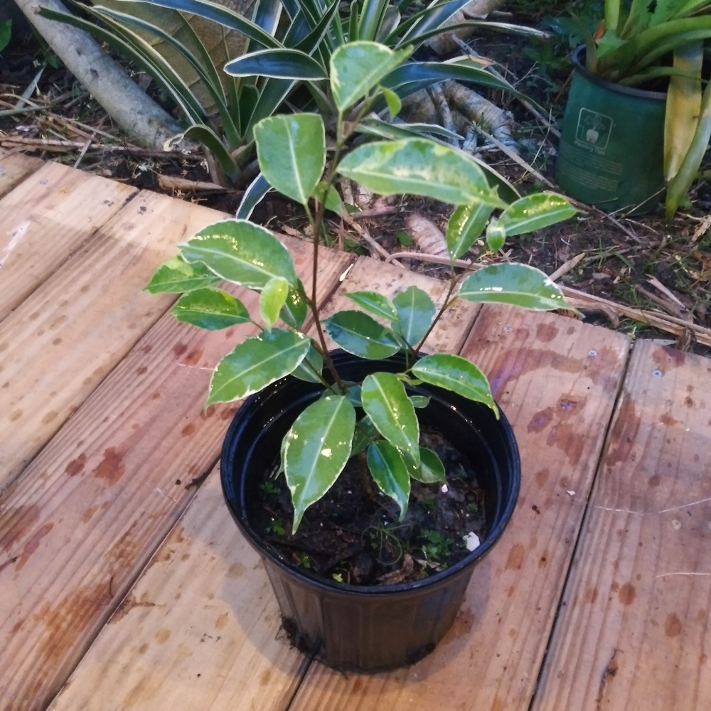 Variegated Weeping Fig (SMALL)